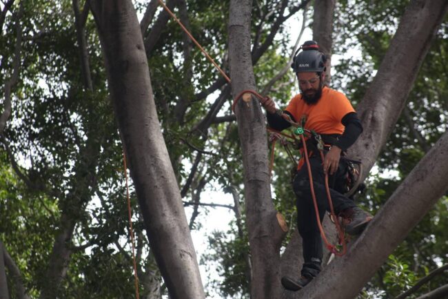 Trepa de arboles-002